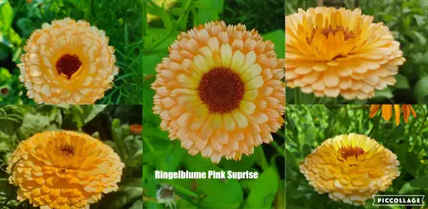 Blumen: Ringelblume - Pink Surprise