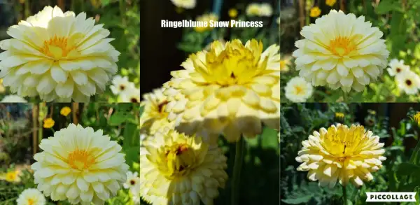 Blumen: Ringelblume - Snow Prinzess