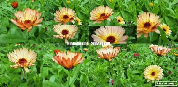 Blumen: Ringelblume - Sunset Buff