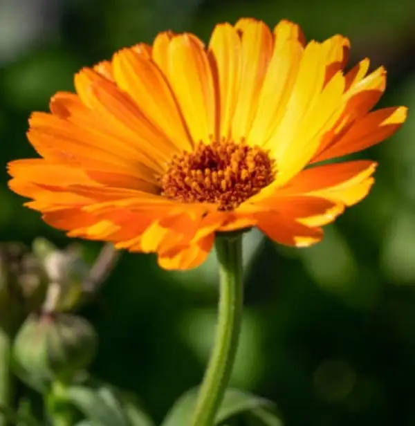 Blumen: Ringelblume