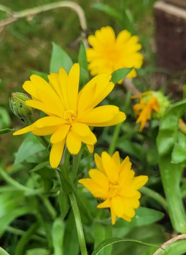 Blumen: Ringelblume