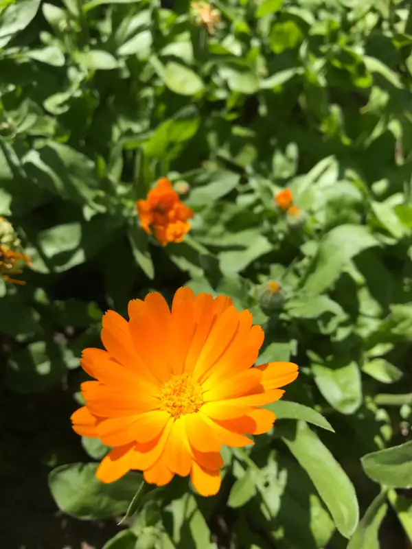 Blumen: Ringelblume