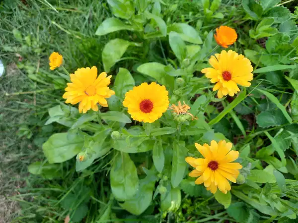 Blumen: Ringelblume