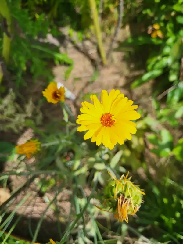 Blumen: Ringelblume (Calendula officinalis)