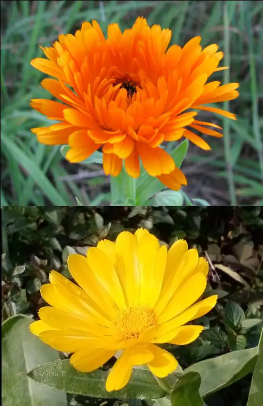 Blumen: Ringelblume gelb und orange gemischt. Eine pflegeleichte, bunte Gartenblume mit Heilkraft und Nutzen im Gemüsebeet