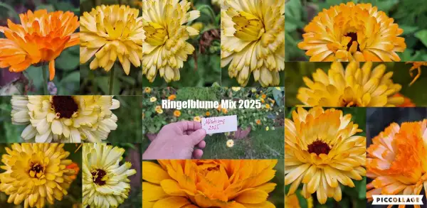 Blumen: Ringelblume Mix 2025