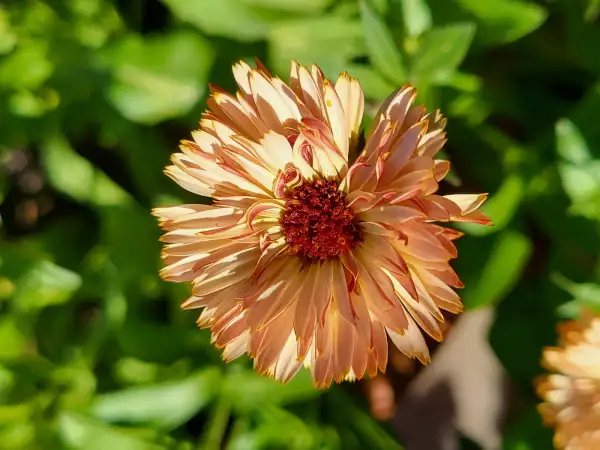 Blumen: Ringelblume "Touch of Red"