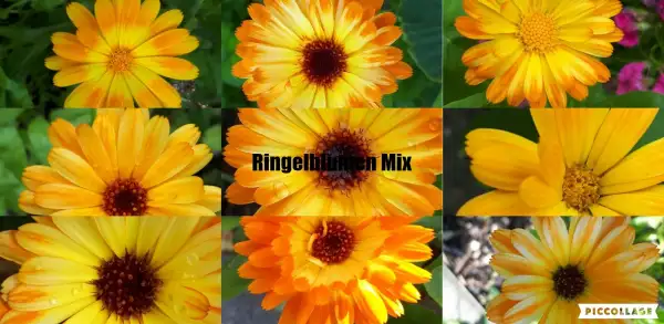 Blumen: Ringelblumen- Mischung