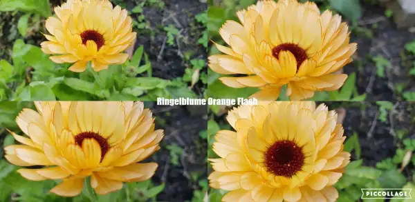 Blumen: Ringelblumen Sorte: Orange Flash