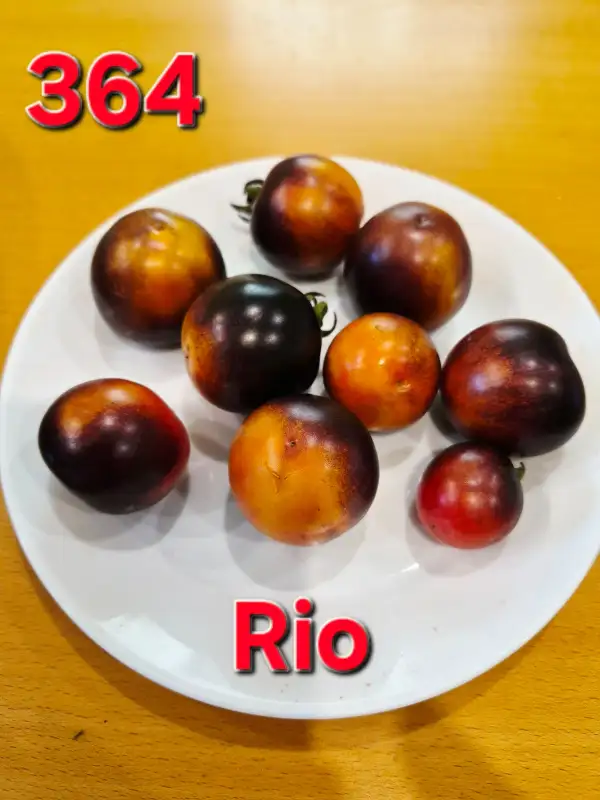 Tomaten: Rio