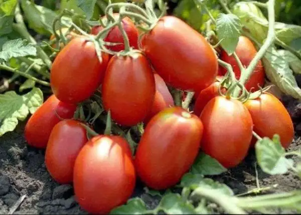 Tomaten: Rio Grande