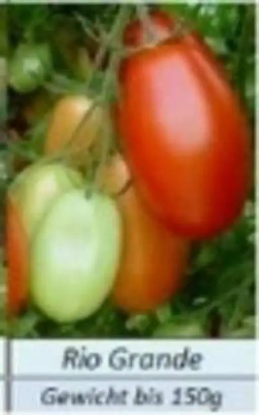 Tomaten: Rio Grande