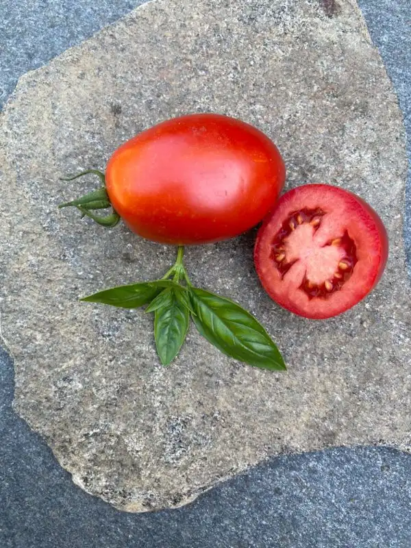 Tomaten: Rio Grande