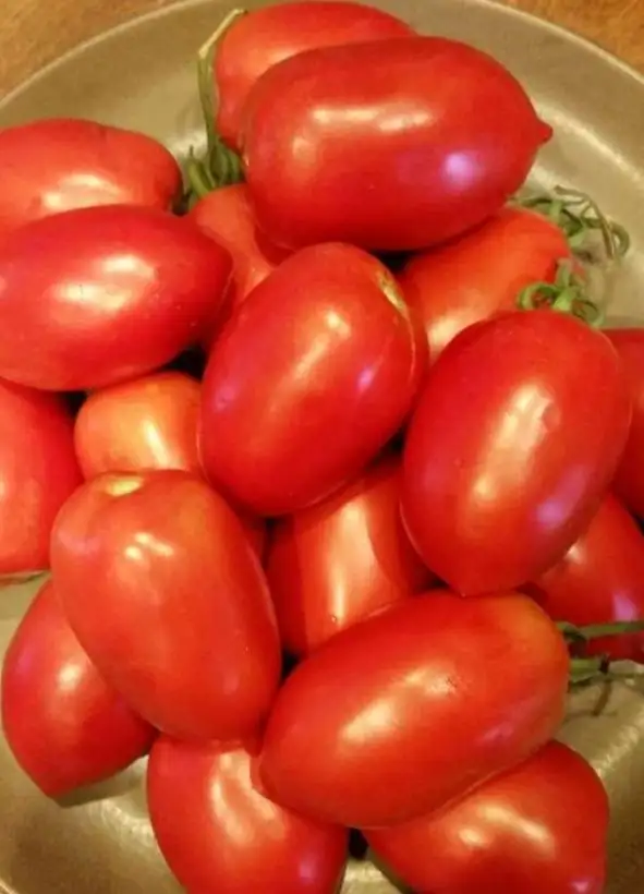 Tomaten: Rio Grande