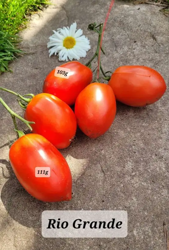 Tomaten: Rio Grande