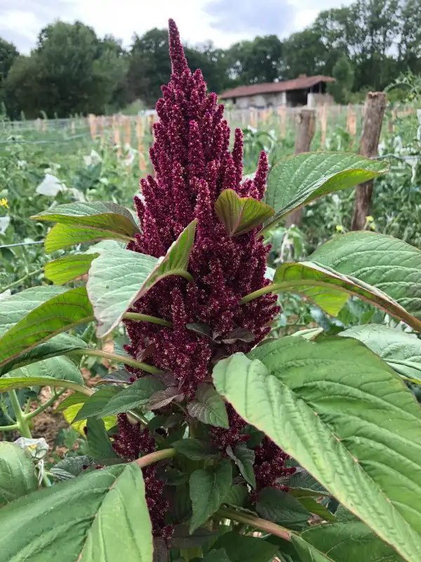 andere Gemüse: Rio San Lorenzo (Amaranthus hypochondriacus)