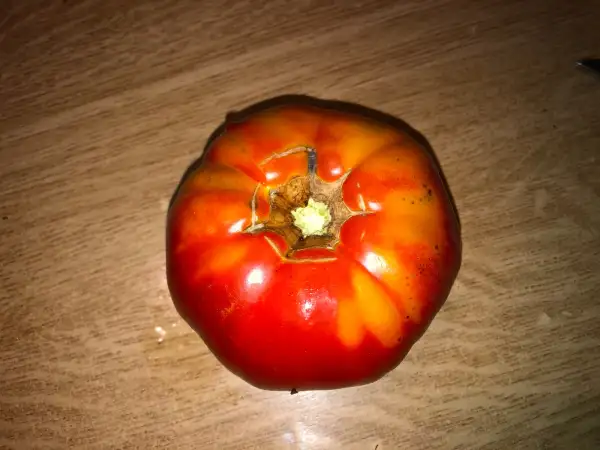 Tomaten: Riojana