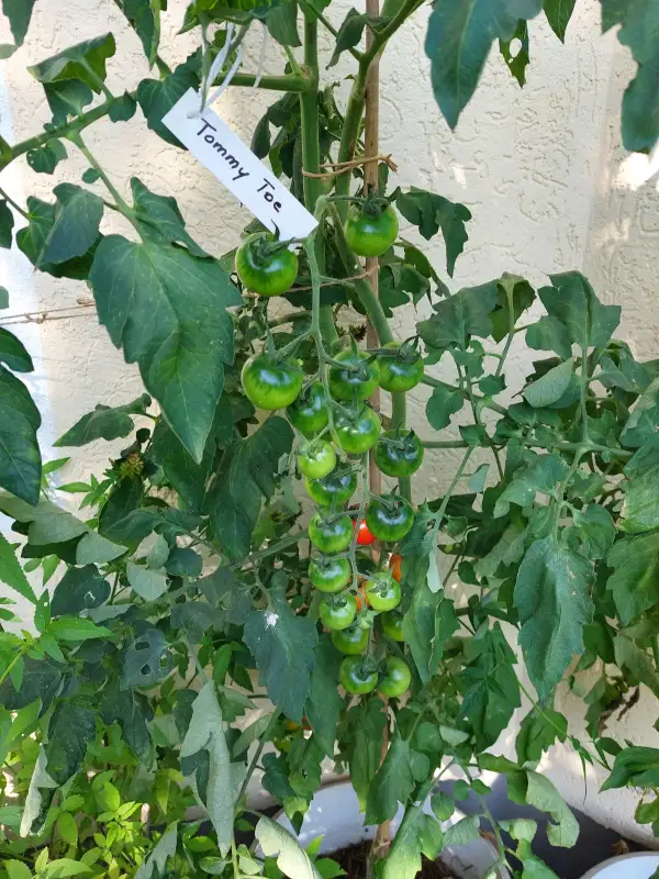Tomaten: Rispentomate "Tommy Toe"