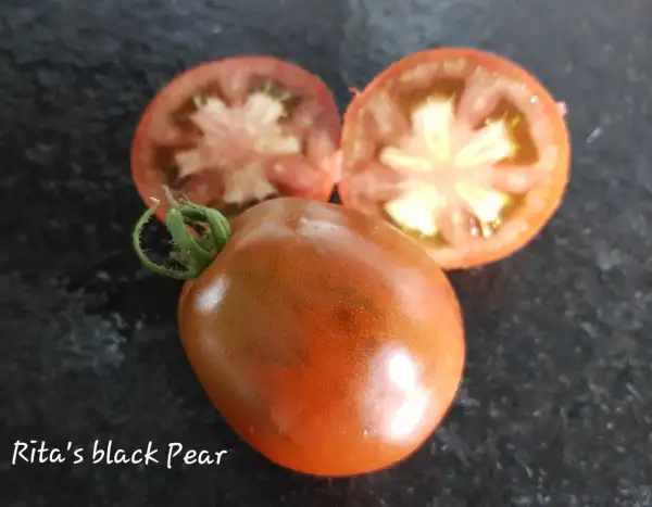 Tomaten: Rita