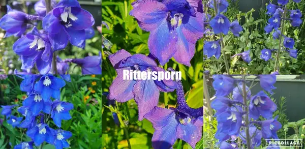 Blumen: Rittersporn - Blau