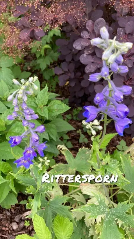 Blumen: Rittersporn