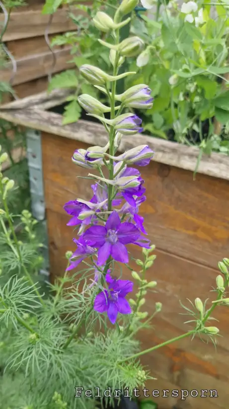 Blumen: Rittersporn