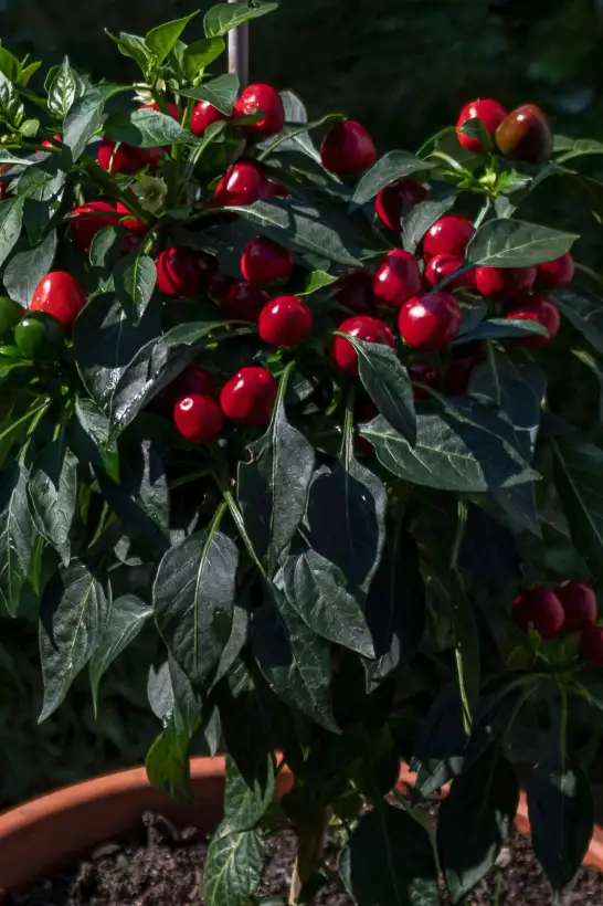 Chili / Paprika: Riviera