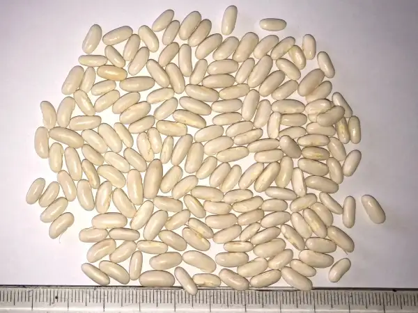 Bohnen: Riz de Hongrie