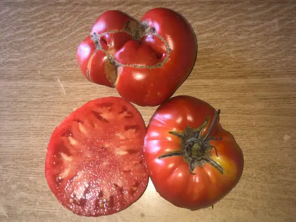 Tomaten: Rizado de Santa Cruz de Campezo