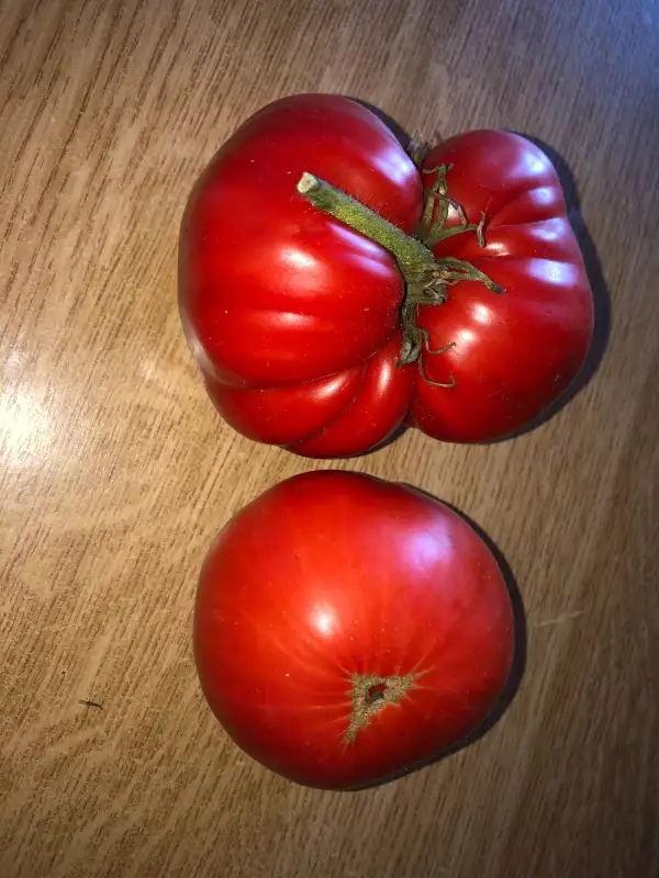 Tomaten: Robledillo de La Jara