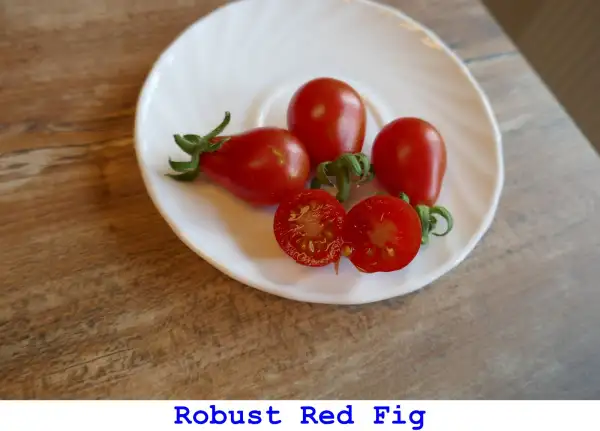 Tomaten: Robust Red Fig
