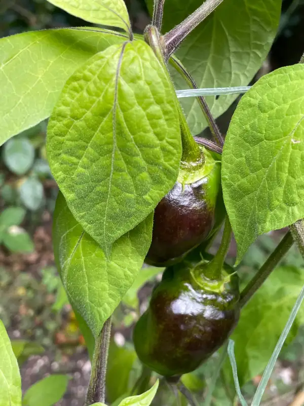 Chili / Paprika: Rococo Manzano Michoacan