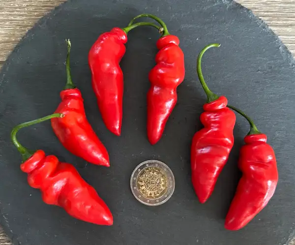 Chili / Paprika: Rocoto Aji Largo