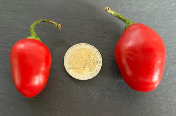 Chili / Paprika: Rocoto Bolivian Hairy Pepper
