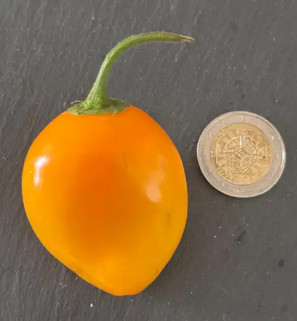 Chili / Paprika: Rocoto Costa Rican Orange