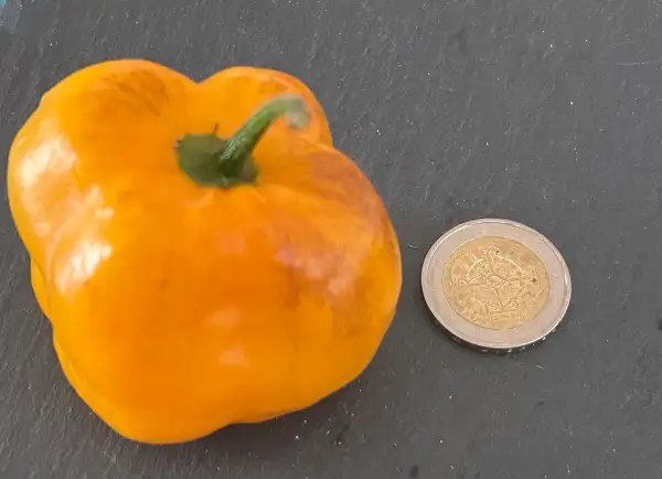 Chili / Paprika: Rocoto Gelber Riese