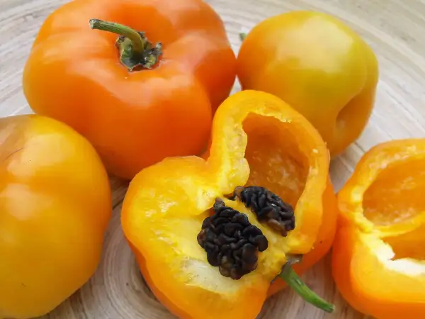 Chili / Paprika: Rocoto Gelber Riese