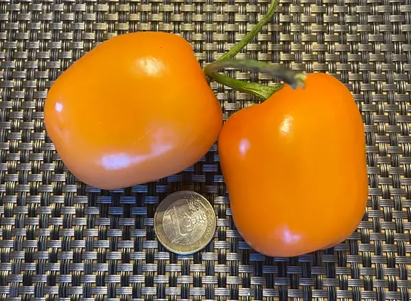 Chili / Paprika: Rocoto Marlene