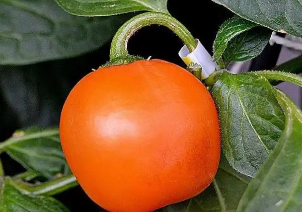 Chili / Paprika: Rocoto Marlene