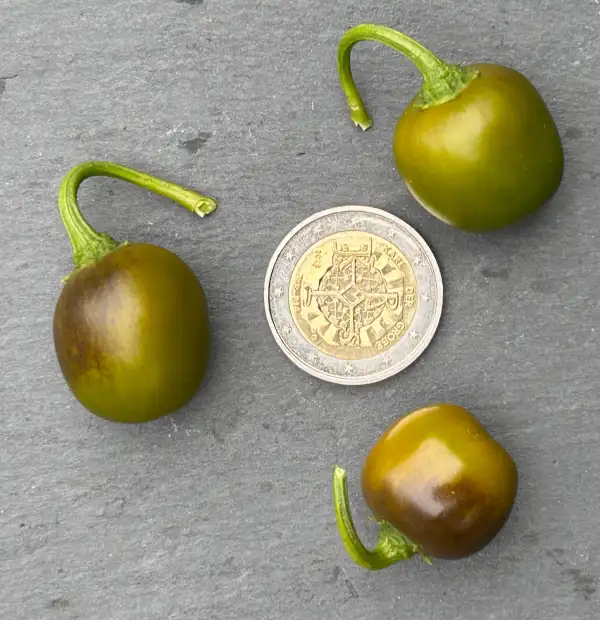 Chili / Paprika: Rocoto Mini Olive