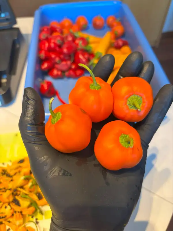 Chili / Paprika: Rocoto Puna Pica Orange