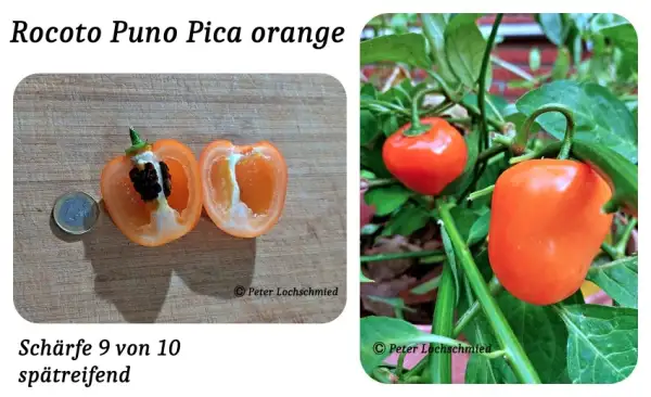 Chili / Paprika: Rocoto Puno Pica orange