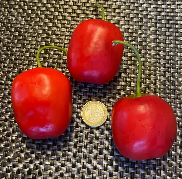 Chili / Paprika: Rocoto Red Giant