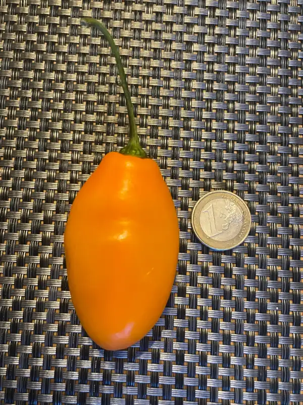 Chili / Paprika: Rocoto Turbo Pube