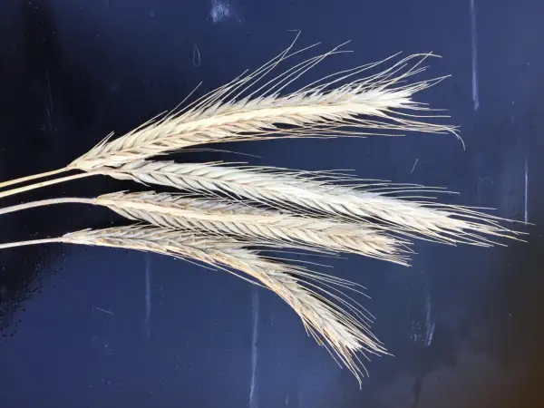 andere Gemüse: roggen 