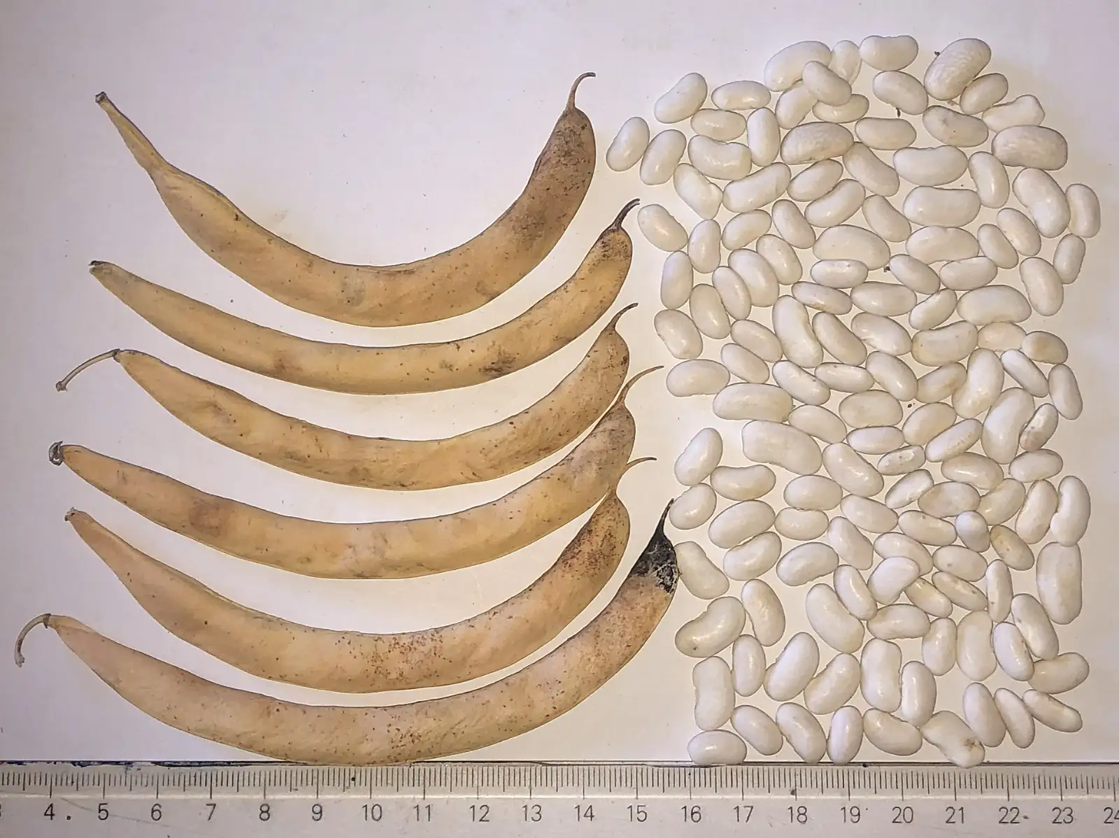 Bohnen: Rognon de Pont l