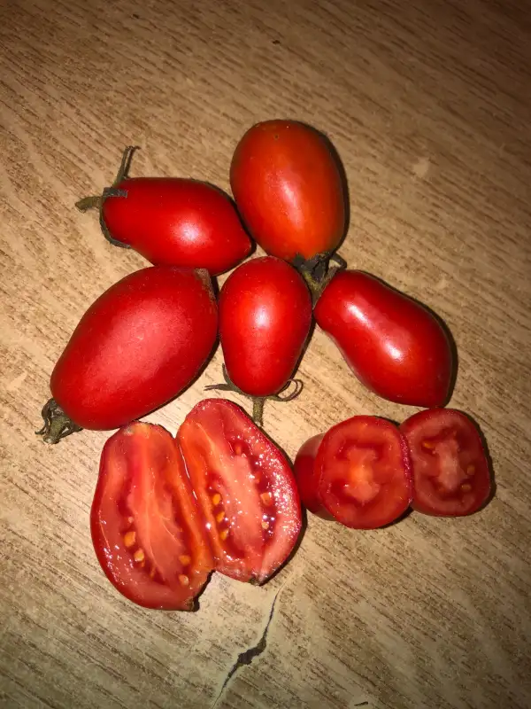 Tomaten: Roi Humbert