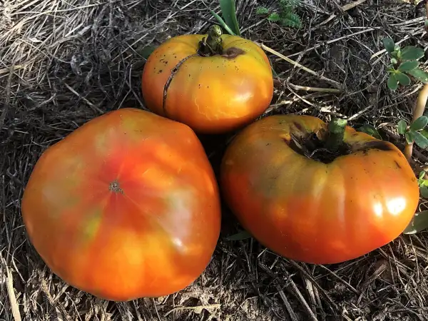 Tomaten: Rojo del País de Almeria