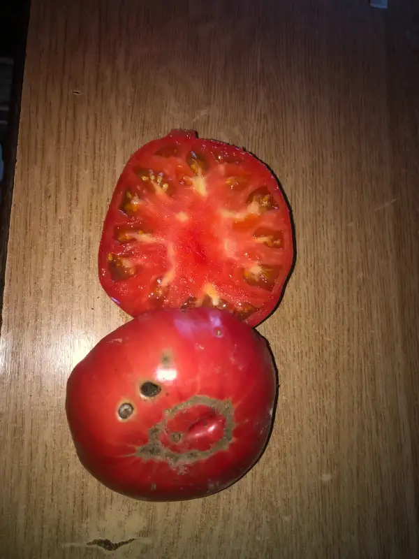 Tomaten: Rojo Gordo de Campo de Montiel