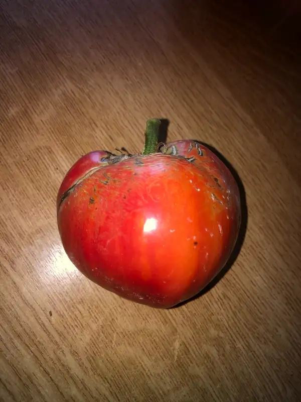 Tomaten: Rojo Leo